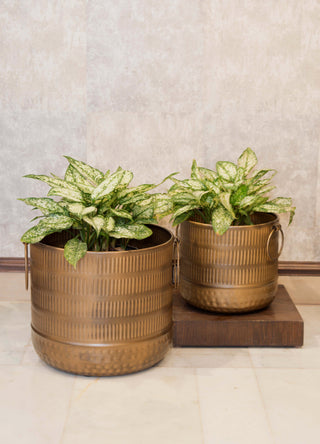 Metal Planter in Brass antique finish with handle