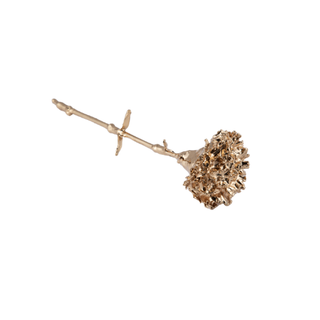Carnation Gold