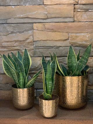 Chatai Texture Planter Br.Antiq.