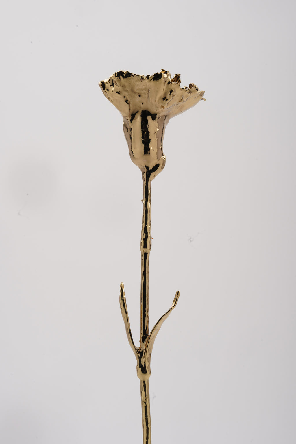 Carnation Gold