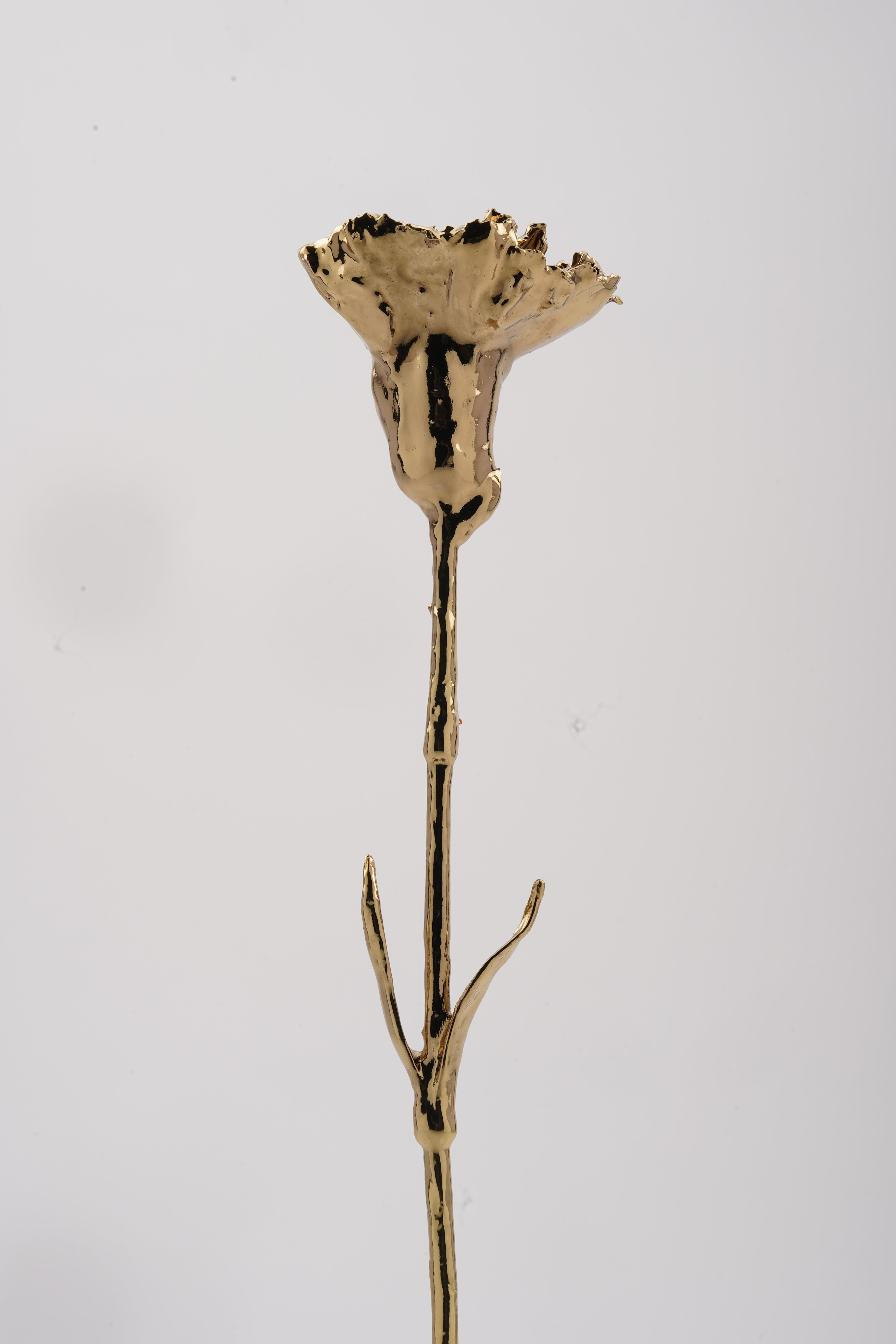 Carnation Gold