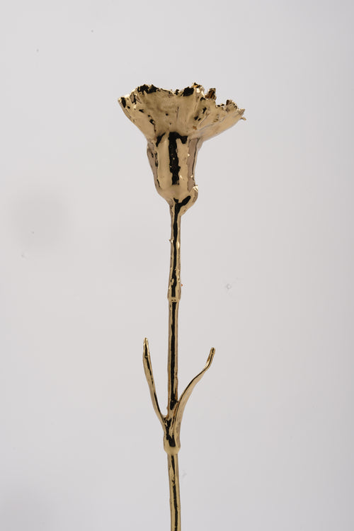 Carnation Gold