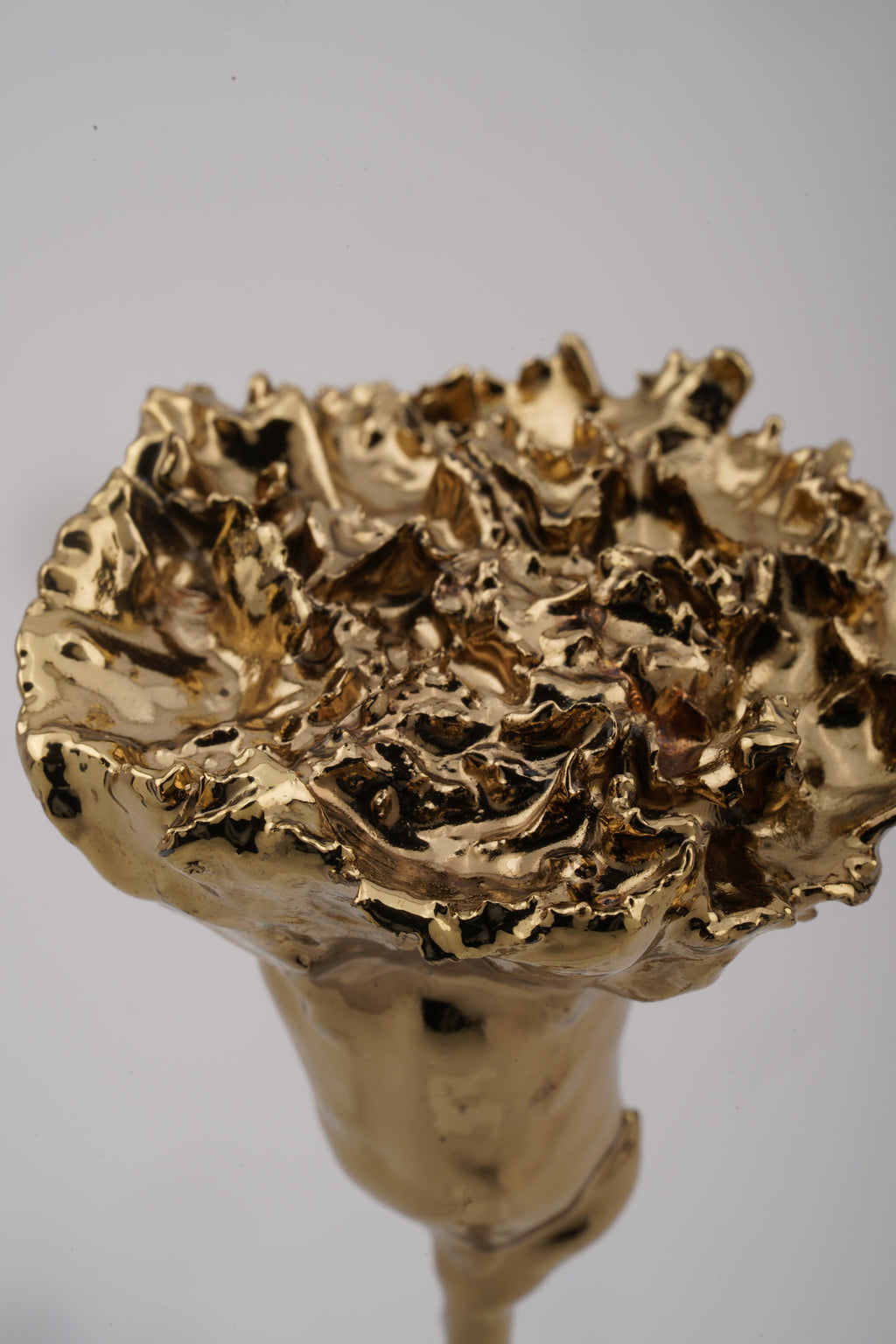 Carnation Gold