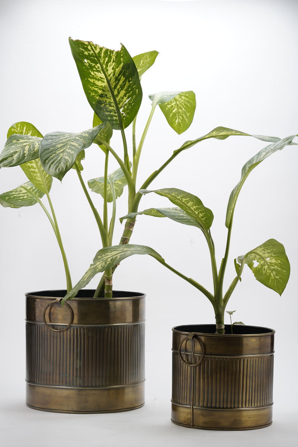 Dot hammered Kunda planter in Gold Antique finish