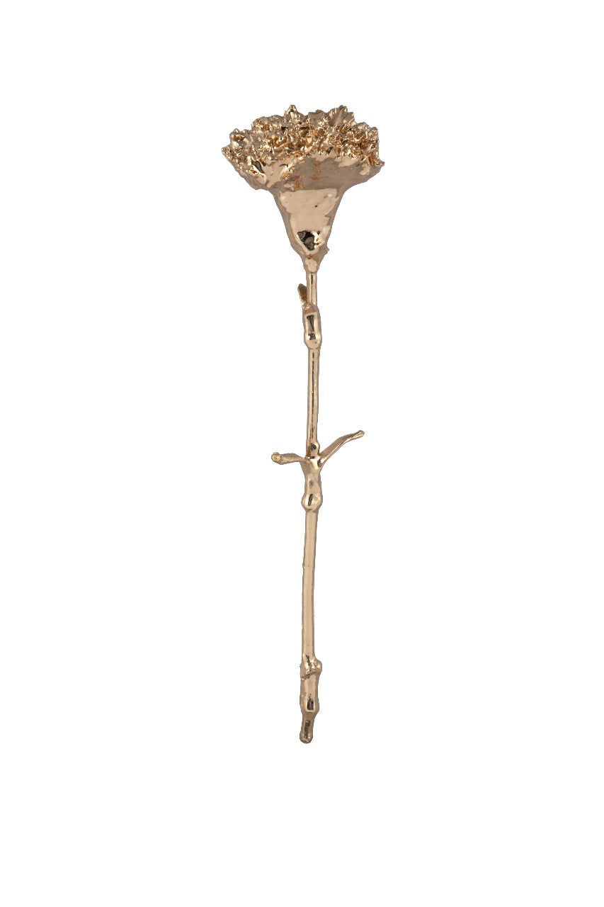 Carnation Gold